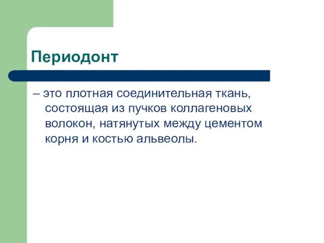 Периодонт – это плотная соединительная ткань, состоящая из пучков коллагеновых волокон,