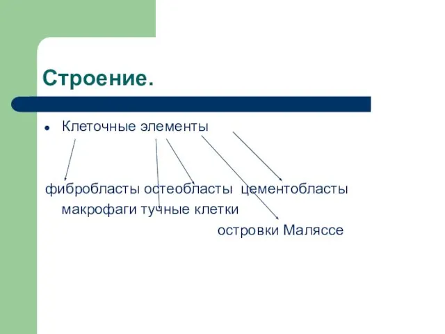 Строение. Клеточные элементы фибробласты остеобласты цементобласты макрофаги тучные клетки островки Маляссе