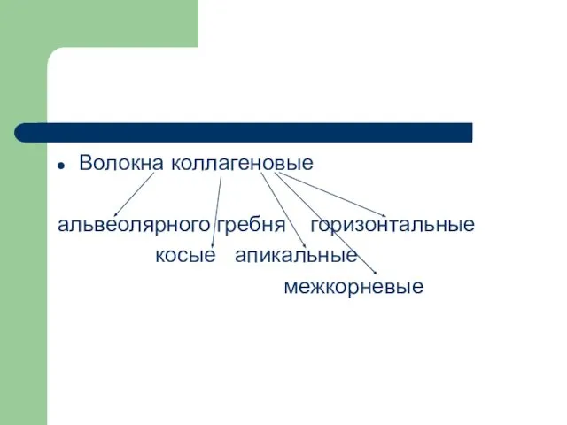 Волокна коллагеновые альвеолярного гребня горизонтальные косые апикальные межкорневые