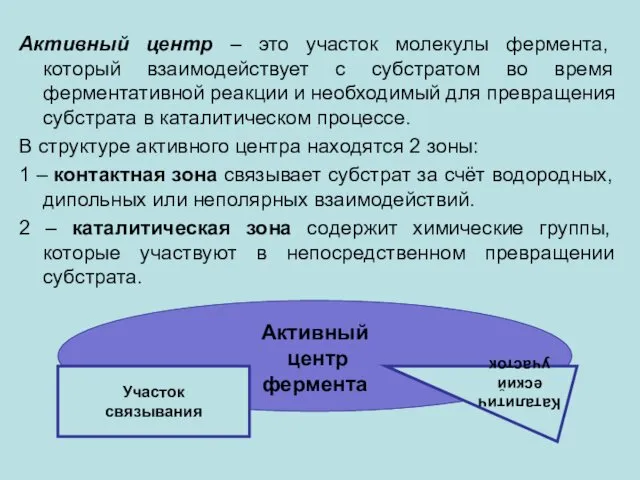 Активный центр – это участок молекулы фермента, который взаимодействует с субстратом