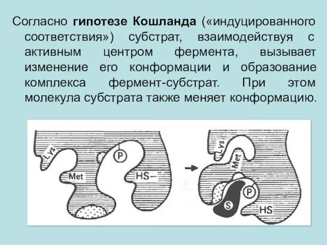 Согласно гипотезе Кошланда («индуцированного соответствия») субстрат, взаимодействуя с активным центром фермента,