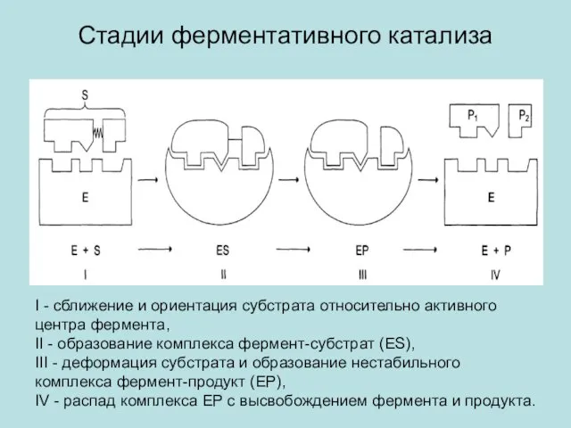 Стадии ферментативного катализа I - сближение и ориентация субстрата относительно активного