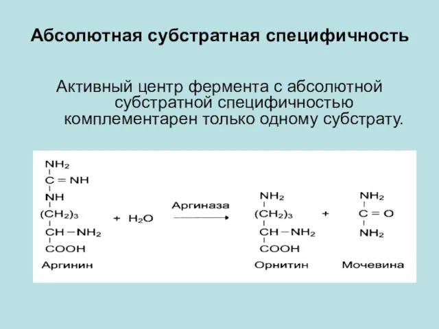 Абсолютная субстратная специфичность Активный центр фермента с абсолютной субстратной специфичностью комплементарен только одному субстрату.