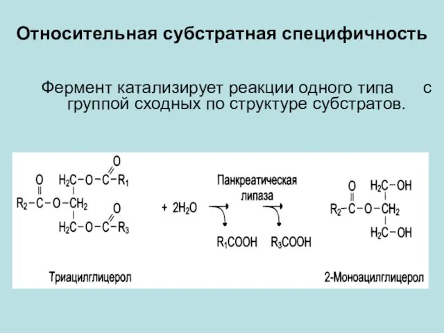 Относительная субстратная специфичность Фермент катализирует реакции одного типа с группой сходных по структуре субстратов.