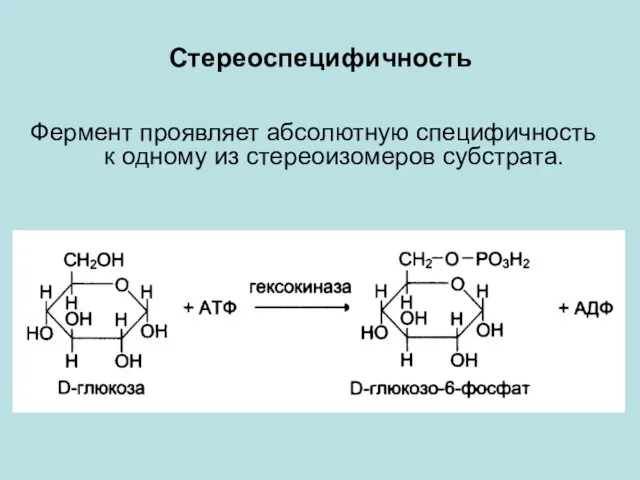 Стереоспецифичность Фермент проявляет абсолютную специфичность к одному из стереоизомеров субстрата.