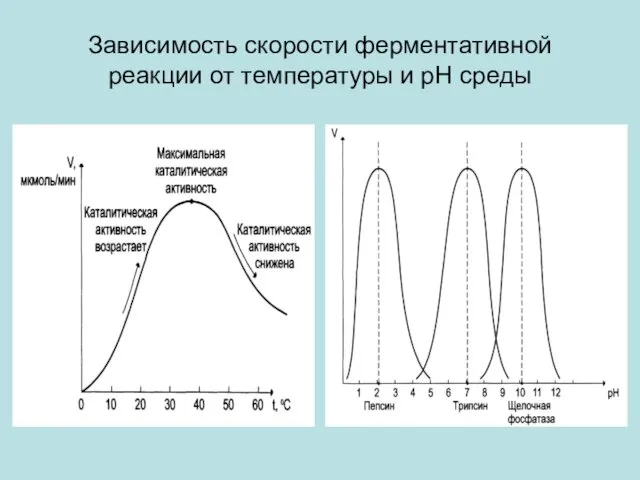 Зависимость скорости ферментативной реакции от температуры и рН среды