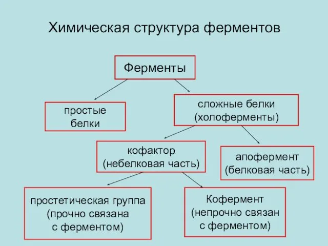 Химическая структура ферментов Ферменты простые белки сложные белки (холоферменты) кофактор (небелковая