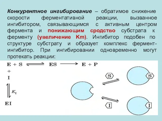 Конкурентное ингибирование – обратимое снижение скорости ферментативной реакции, вызванное ингибитором, связывающимся