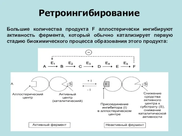 Ретроингибирование Большие количества продукта F аллостерически ингибируют активность фермента, который обычно