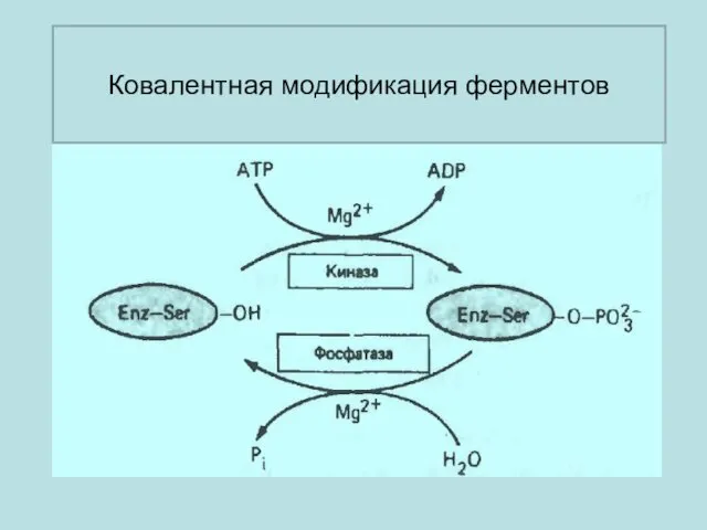 Ковалентная модификация ферментов