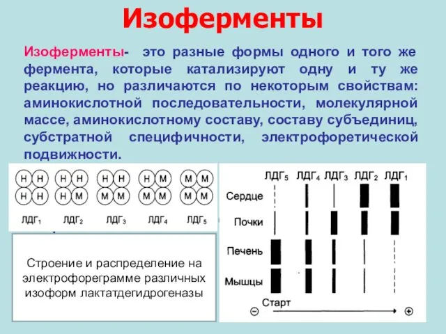 Изоферменты Изоферменты- это разные формы одного и того же фермента, которые