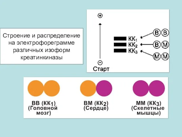 Строение и распределение на электрофореграмме различных изоформ креатинкиназы