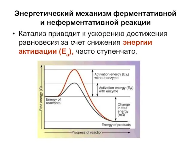 Энергетический механизм ферментативной и неферментативной реакции Катализ приводит к ускорению достижения