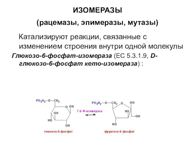 ИЗОМЕРАЗЫ (рацемазы, эпимеразы, мутазы) Катализируют реакции, связанные с изменением строения внутри