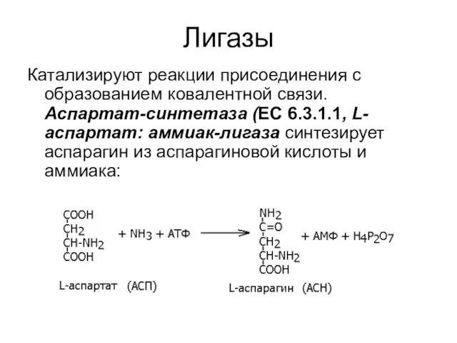 Лигазы Катализируют реакции присоединения с образованием ковалентной связи. Аспартат-синтетаза (ЕС 6.3.1.1,