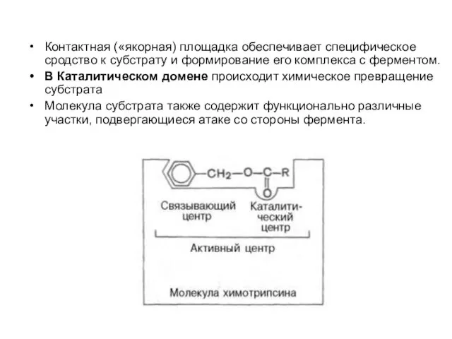 Контактная («якорная) площадка обеспечивает специфическое сродство к субстрату и формирование его