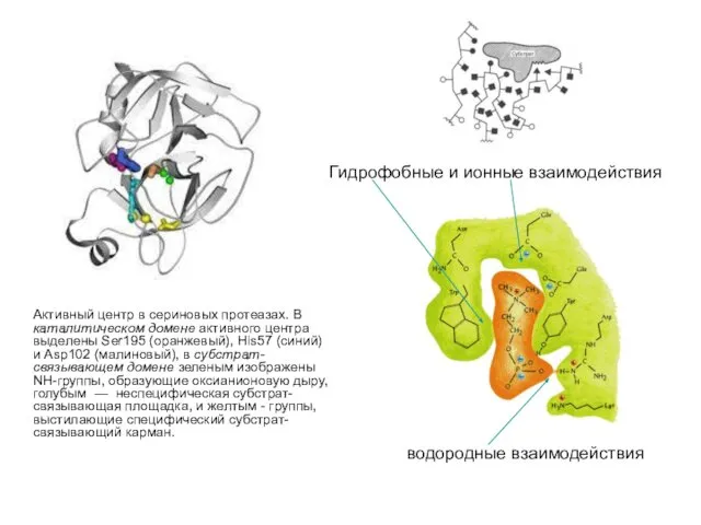 Активный центр в сериновых протеазах. В каталитическом домене активного центра выделены