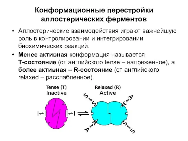 Конформационные перестройки аллостерических ферментов Аллостерические взаимодействия играют важнейшую роль в контролировании