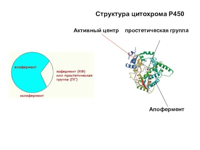 Структура цитохрома Р450 Активный центр простетическая группа Апофермент