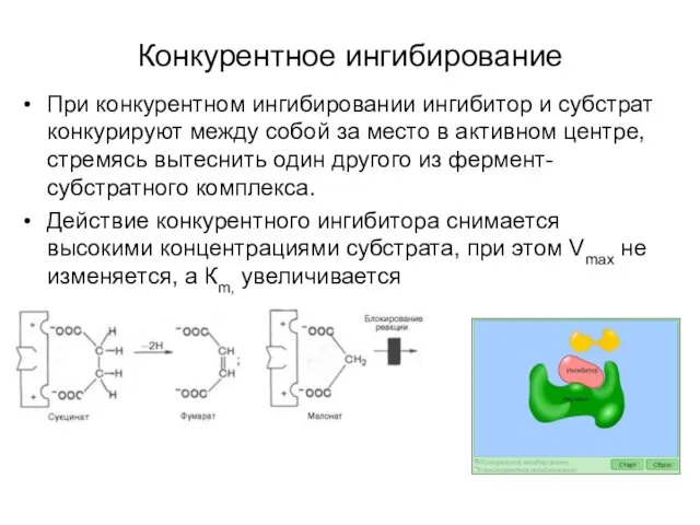 Конкурентное ингибирование При конкурентном ингибировании ингибитор и субстрат конкурируют между собой