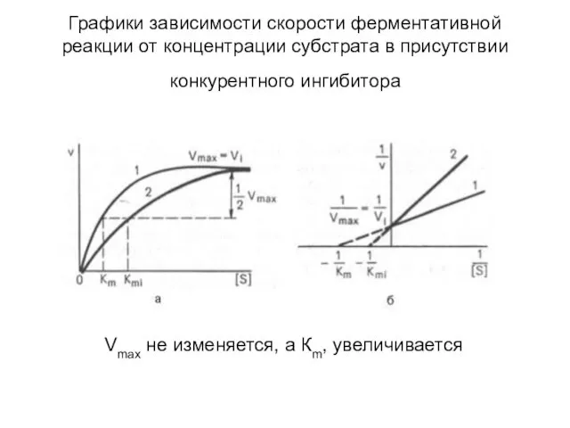 Графики зависимости скорости ферментативной реакции от концентрации субстрата в присутствии конкурентного