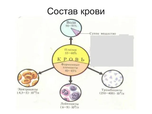 Состав крови