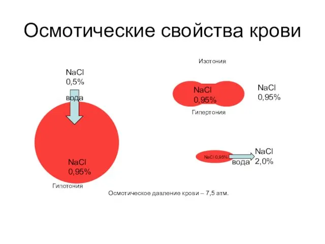 Осмотические свойства крови Изотония Гипертония Гипотония Осмотическое давление крови – 7,5