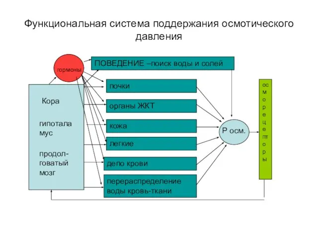 Функциональная система поддержания осмотического давления осморецепторы почки органы ЖКТ кожа легкие