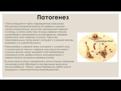 Патогенез После внедрения через поврежденную кожу вирус бешенства распространяется по нервным