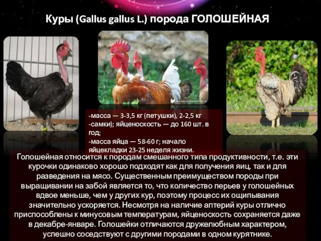 Куры (Gallus gallus L.) порода ГОЛОШЕЙНАЯ Голошейная относится к породам смешанного