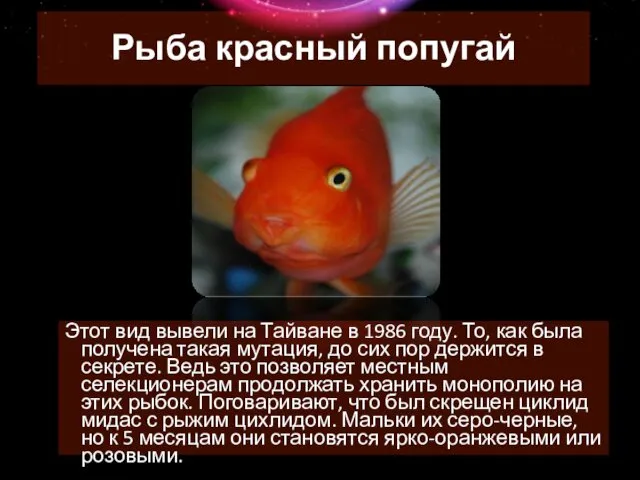 Рыба красный попугай Этот вид вывели на Тайване в 1986 году.