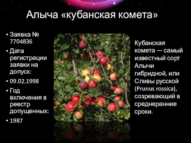 Алыча «кубанская комета» Заявка № 7704836 Дата регистрации заявки на допуск: