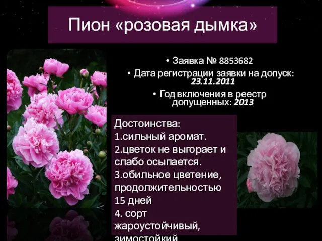Пион «розовая дымка» Заявка № 8853682 Дата регистрации заявки на допуск: