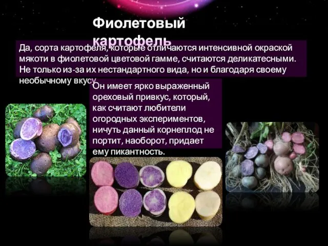 Фиолетовый картофель Да, сорта картофеля, которые отличаются интенсивной окраской мякоти в