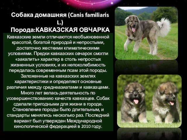 Собака домашняя (Canis familiaris L.) Порода:КАВКАЗСКАЯ ОВЧАРКА Кавказские земли отличаются необыкновенной