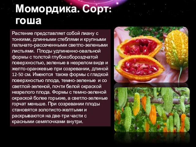 Момордика. Сорт: гоша Растение представляет собой лиану с тонкими, длинными стеблями