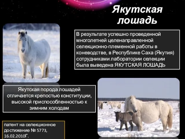 Якутская лошадь патент на селекционное достижение № 5773, 16.02.2010Г. Якутская порода