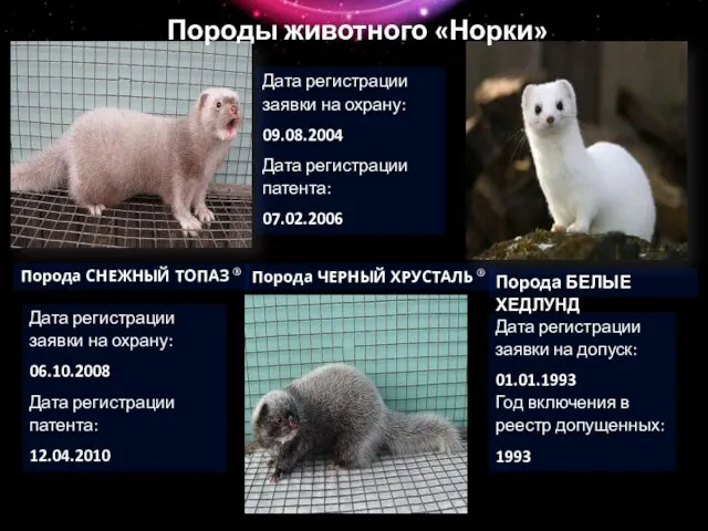 Порода СНЕЖНЫЙ ТОПАЗ ® Дата регистрации заявки на охрану: 06.10.2008 Дата