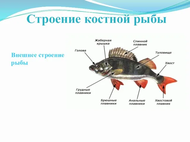 Внешнее строение рыбы Строение костной рыбы