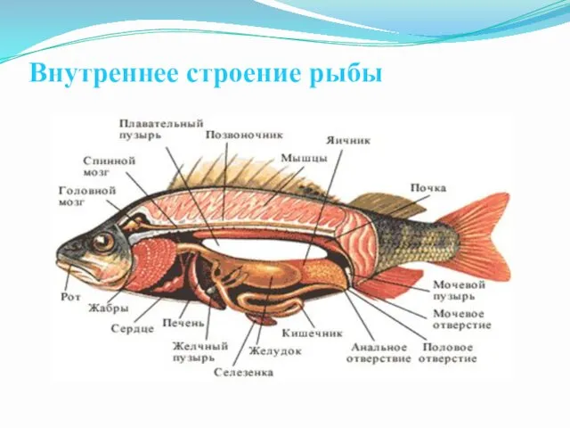 Внутреннее строение рыбы