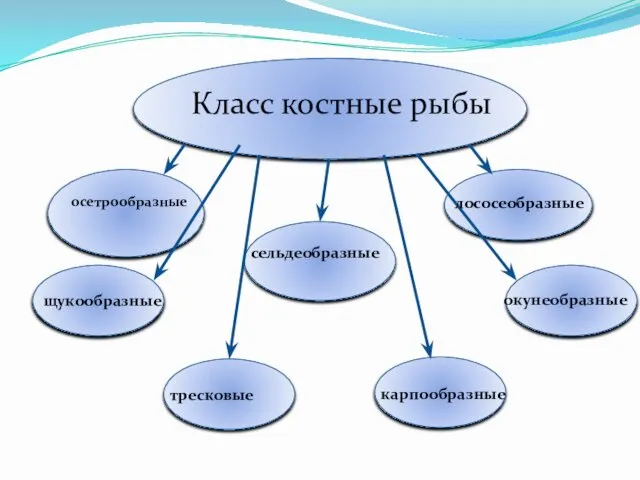 Класс костные рыбы осетрообразные сельдеобразные лососеобразные щукообразные тресковые карпообразные окунеобразные