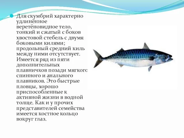 Для скумбрий характерно удлинённое веретёновидное тело, тонкий и сжатый с боков