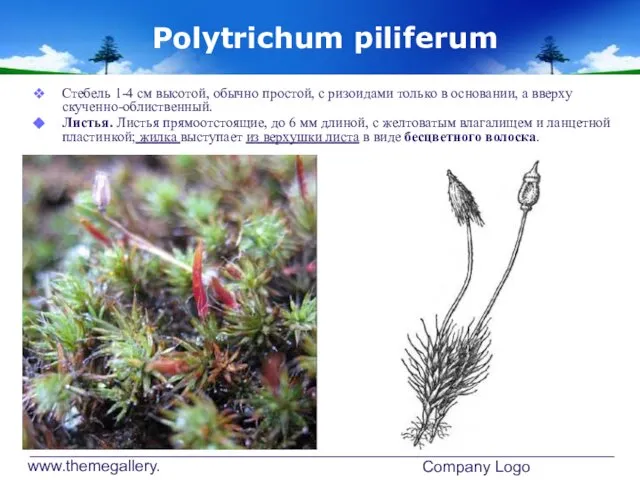 www.themegallery.com Company Logo Polytrichum piliferum Стебель 1-4 см высотой, обычно простой,