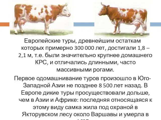 Европейские туры, древнейшим остаткам которых примерно 300 000 лет, достигали 1,8