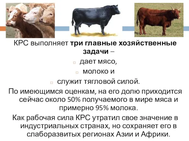 КРС выполняет три главные хозяйственные задачи – дает мясо, молоко и