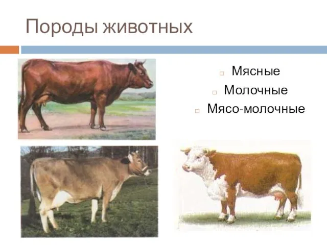 Породы животных Мясные Молочные Мясо-молочные