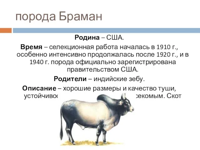 порода Браман Родина – США. Время – селекционная работа началась в