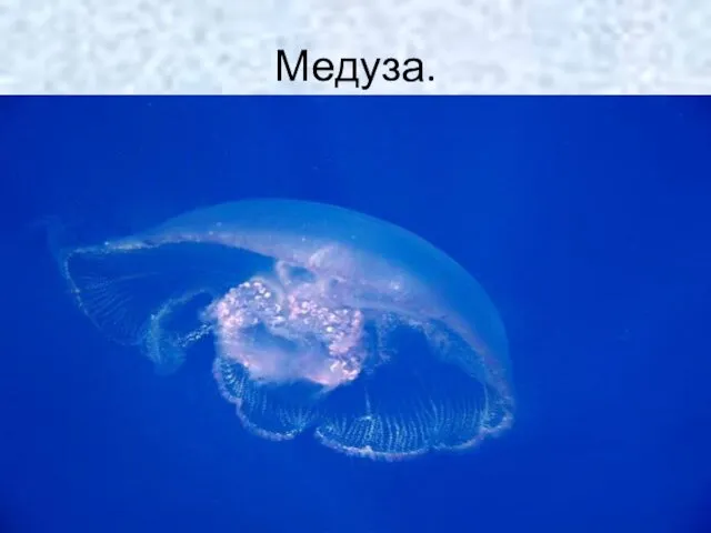 Медуза.