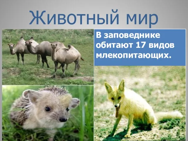 Животный мир