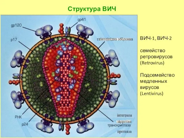 Структура ВИЧ ВИЧ-1, ВИЧ-2 семейство ретровирусов (Retrovirus) Подсемейство медленных вирусов (Lentivirus)